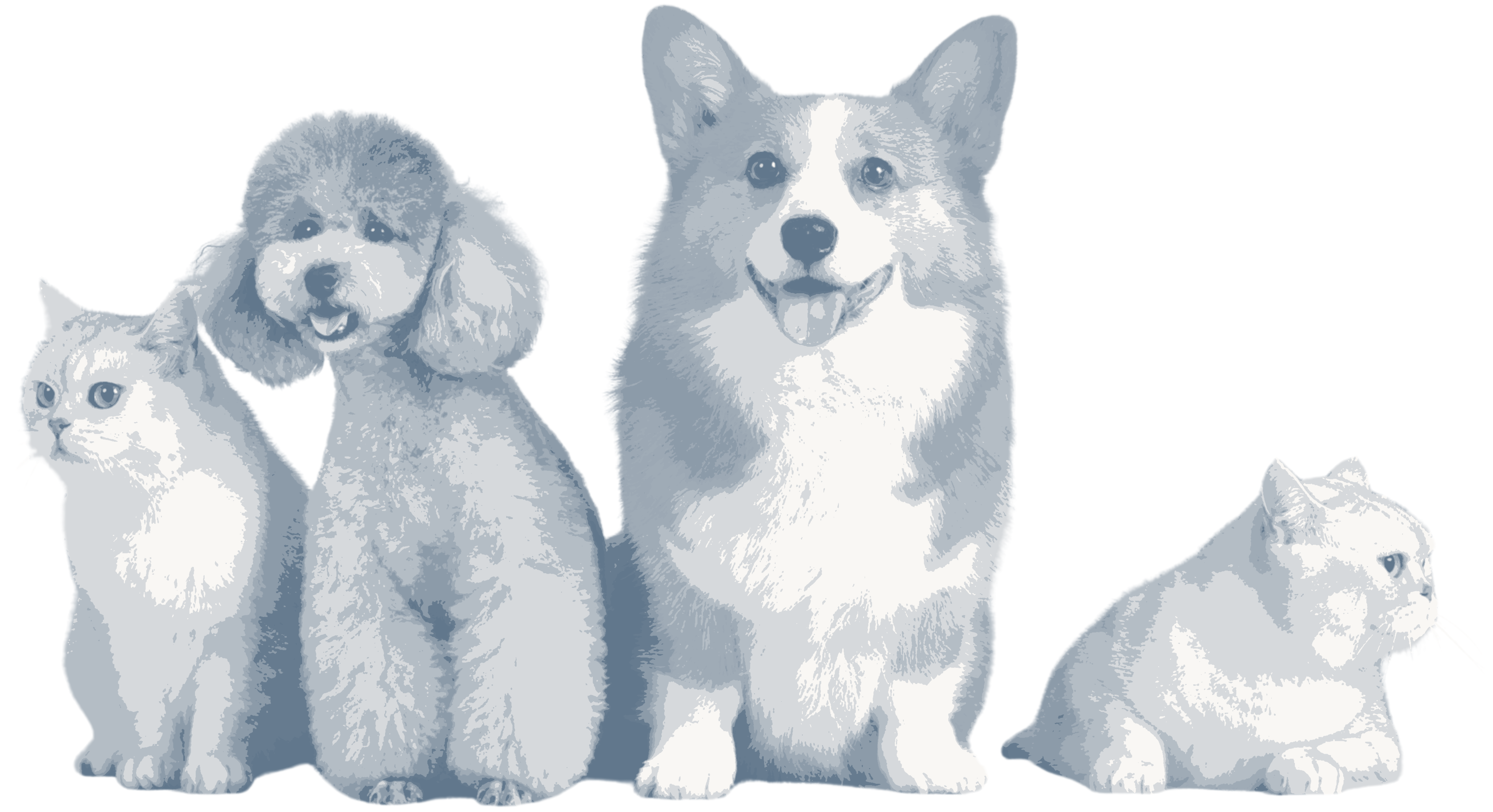 Pet care illustration