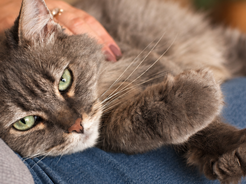 A gray tabby cat resting across a familiar person's lap in a softly focused home setting
