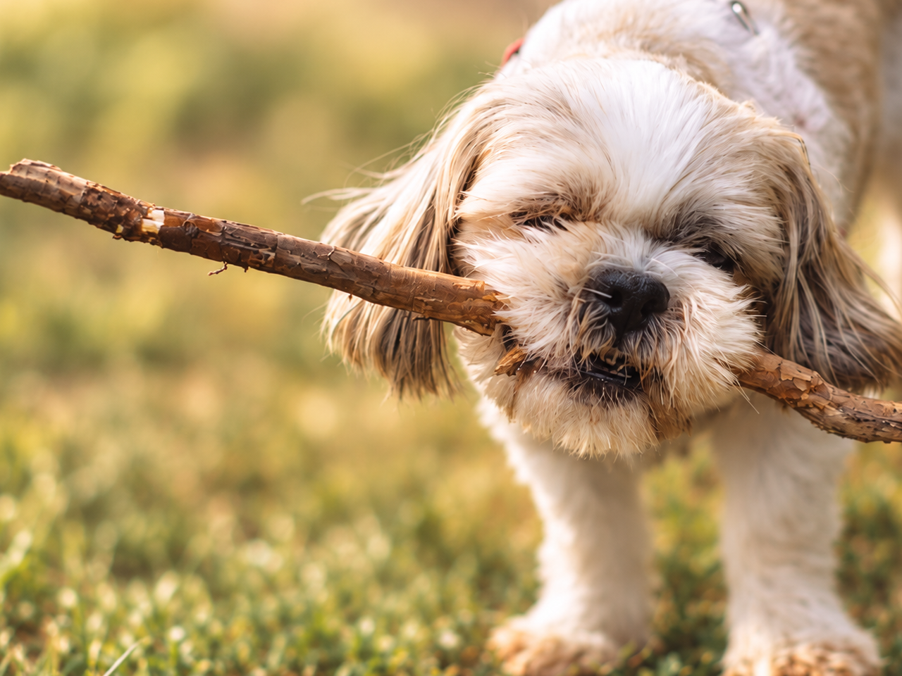 A small dog carrying a favorite stick through warm grass